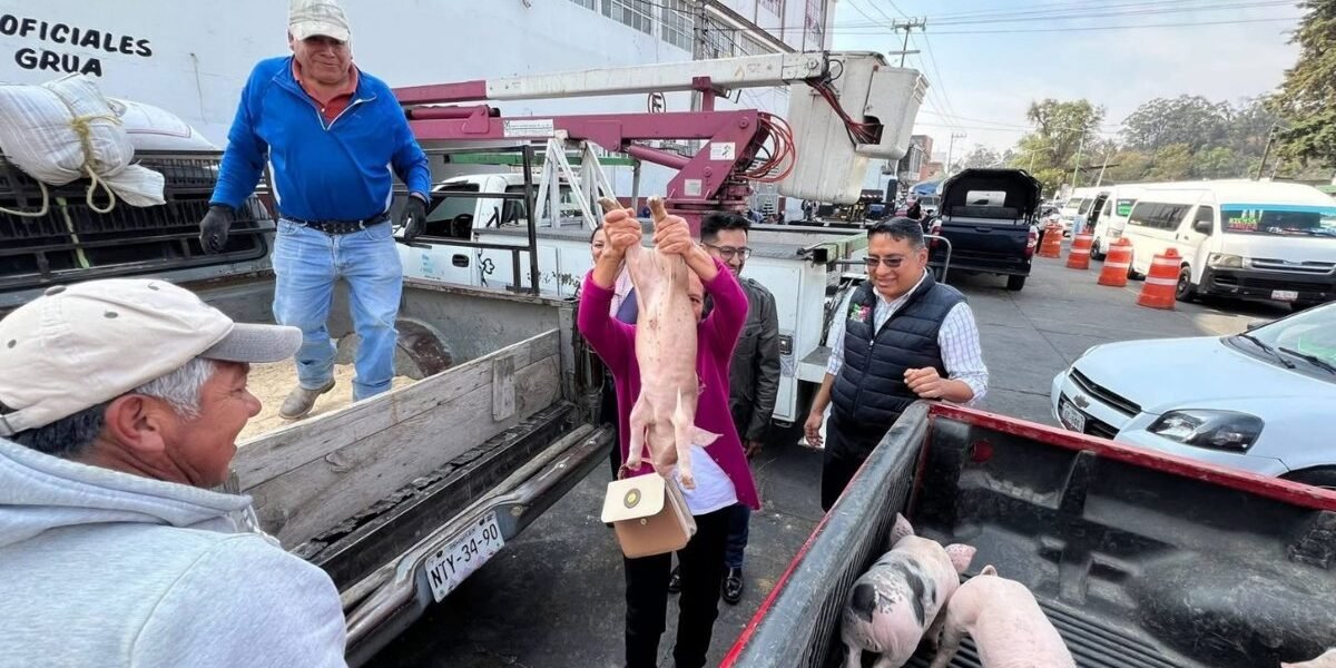 Amecameca impulsa economía familiar con entrega de lechones a productores