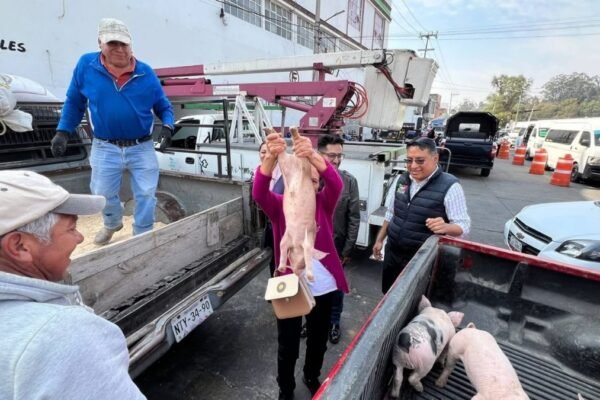 Amecameca impulsa economía familiar con entrega de lechones a productores