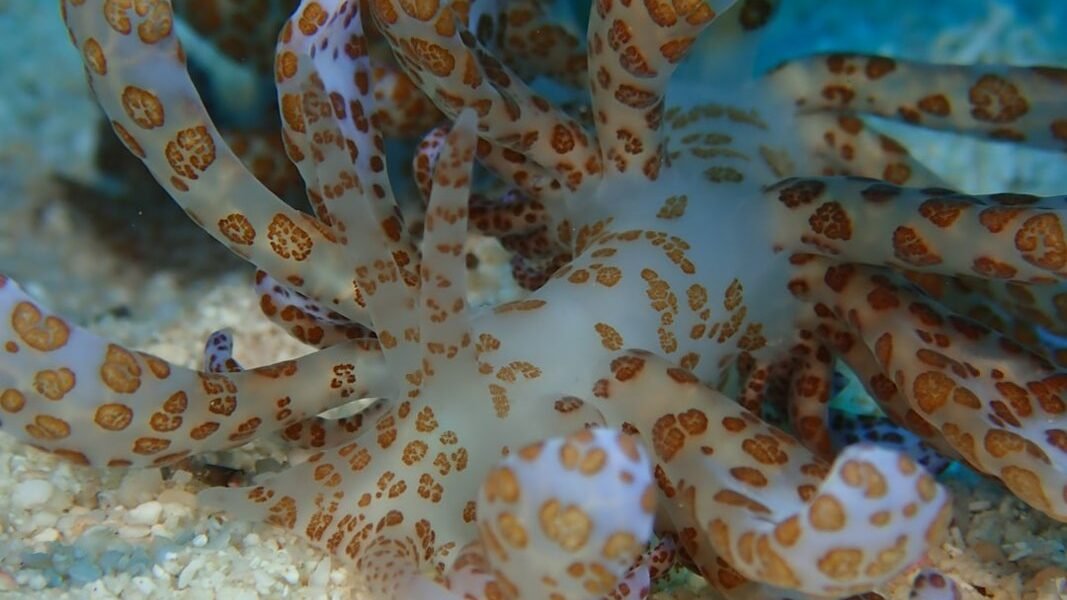 Aguas profundas de Chile revelan nueva especie de pulpo desconocida