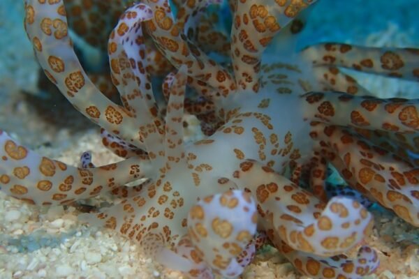 Aguas profundas de Chile revelan nueva especie de pulpo desconocida