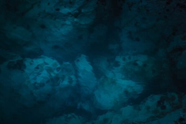 Descubrimiento histórico: nueva especie de pulpo revelada en las profundidades de Chile