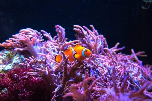 Nuevas especies gigantes emergen de las profundidades del Pacífico chileno