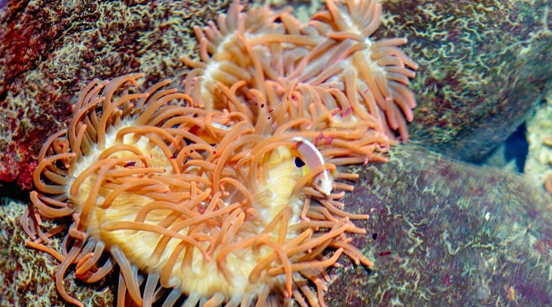 Descubren nueva especie de pulpo en los misterios del océano profundo chileno