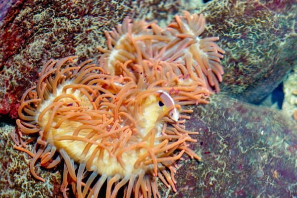 Descubren nueva especie de pulpo en los misterios del océano profundo chileno