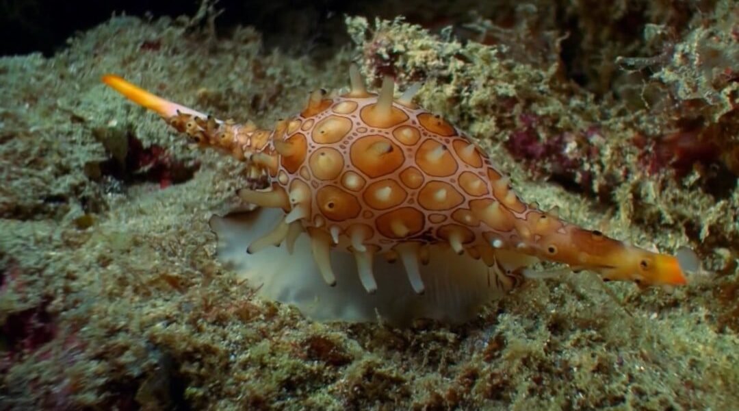 Nuevas especies gigantes emergen de las profundidades del Pacífico