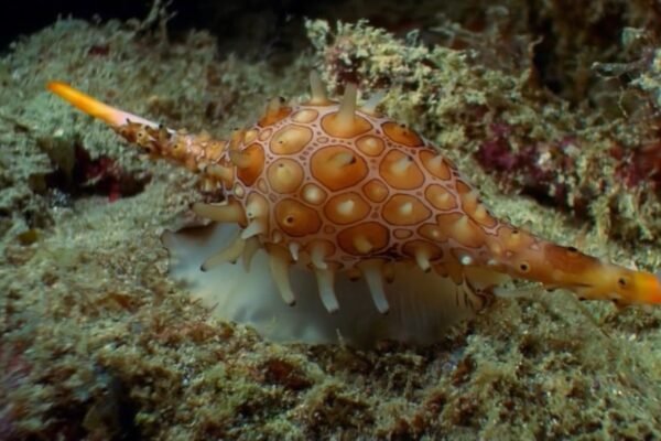 Nuevas especies gigantes emergen de las profundidades del Pacífico