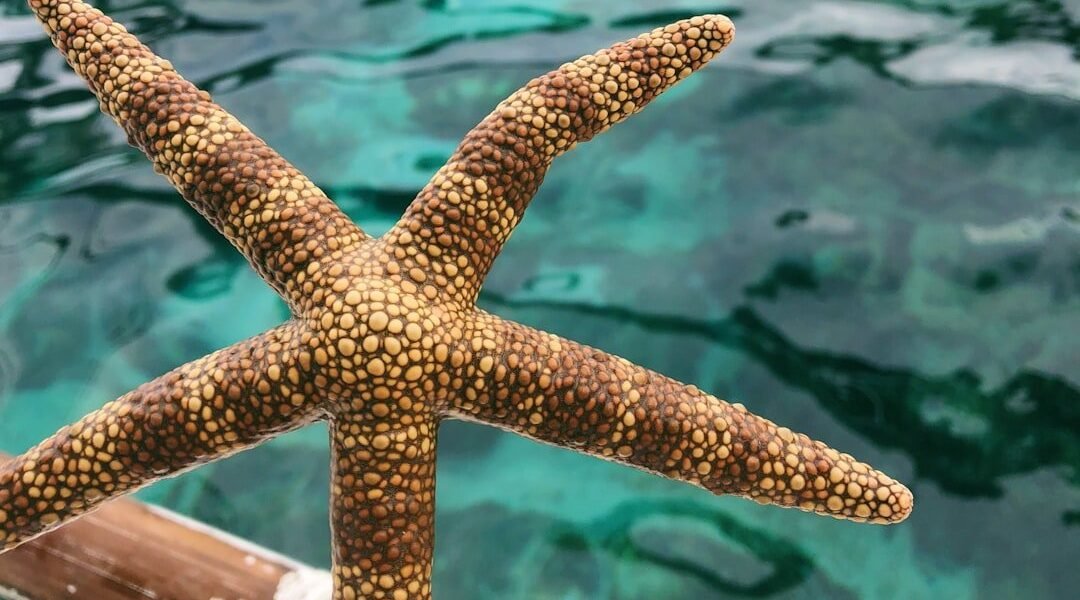 Descubierta nueva especie de pulpo en las profundidades del océano Pacífico chileno