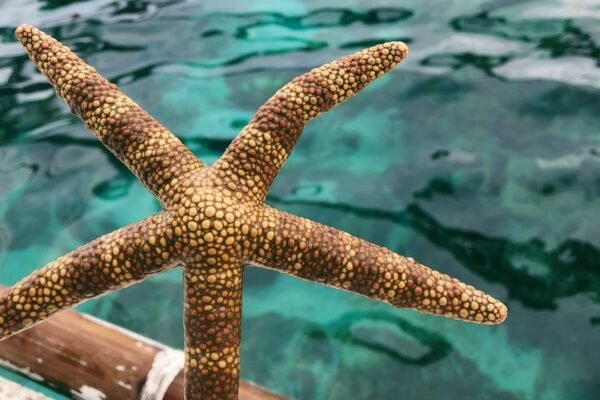 Descubierta nueva especie de pulpo en las profundidades del océano Pacífico chileno