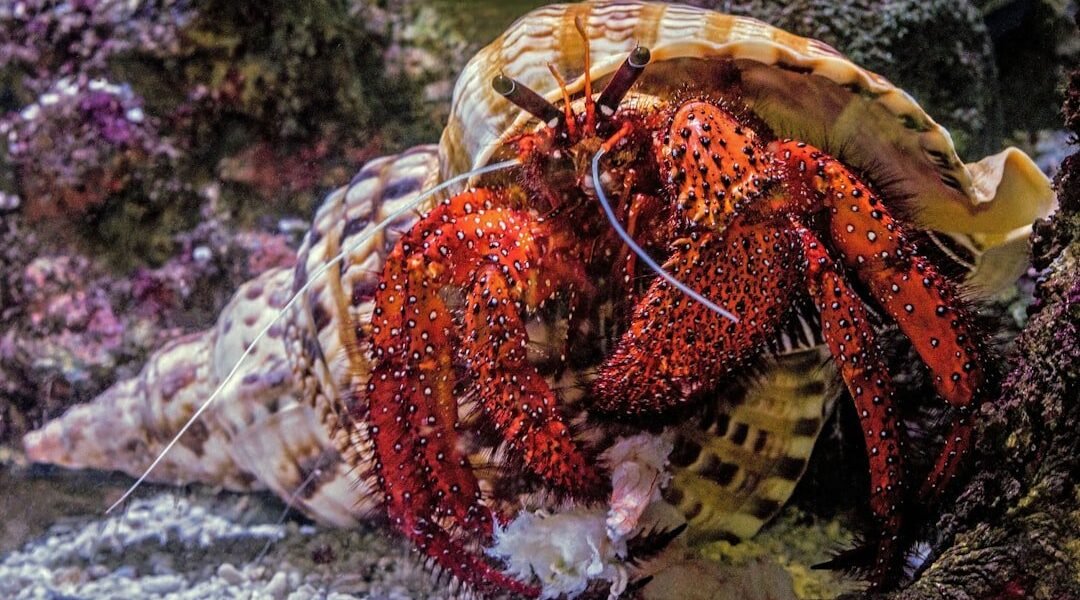 Descubren nueva especie de pulpo en aguas profundas del Pacífico frente a Chile