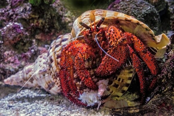 Descubren nueva especie de pulpo en aguas profundas del Pacífico frente a Chile