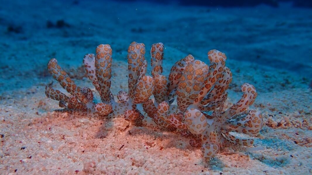 Los secretos del abismo: descubren nueva especie de pulpo en Chile