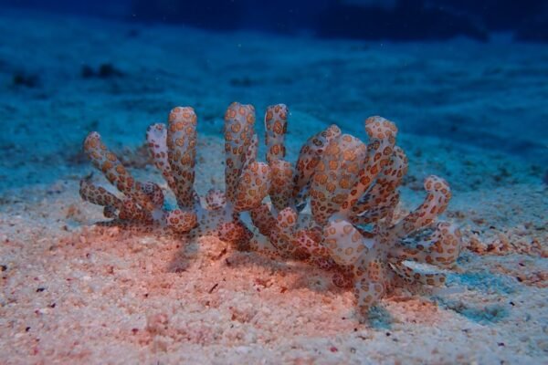 Los secretos del abismo: descubren nueva especie de pulpo en Chile