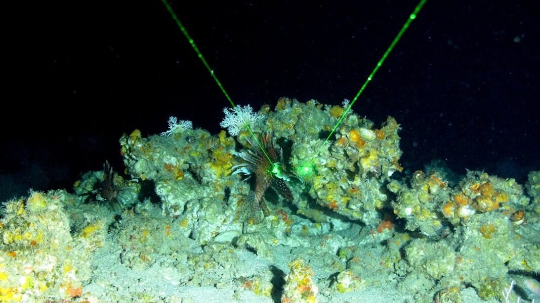 Descubren nueva especie de pulpo en aguas profundas frente a Chile