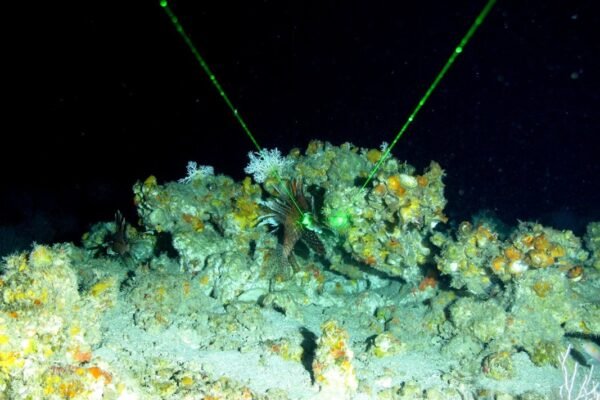 Descubren nueva especie de pulpo en aguas profundas frente a Chile