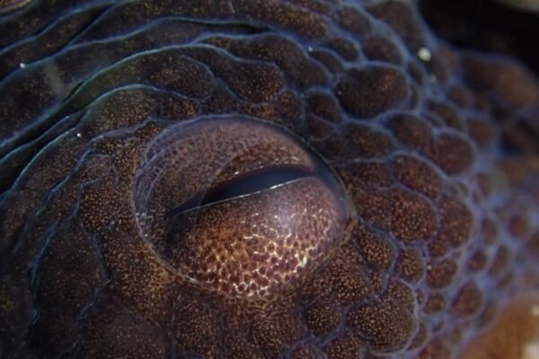 Chile descubre una nueva especie de pulpo en las profundidades del océano Pacífico