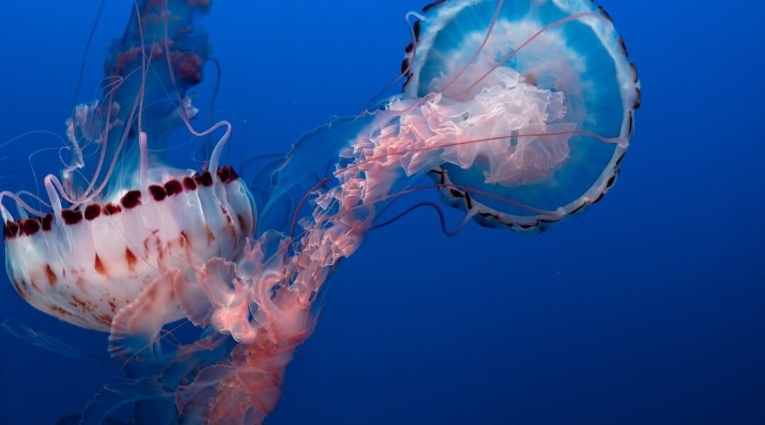 Chile descubre una nueva especie de pulpo en el abismo del Pacífico