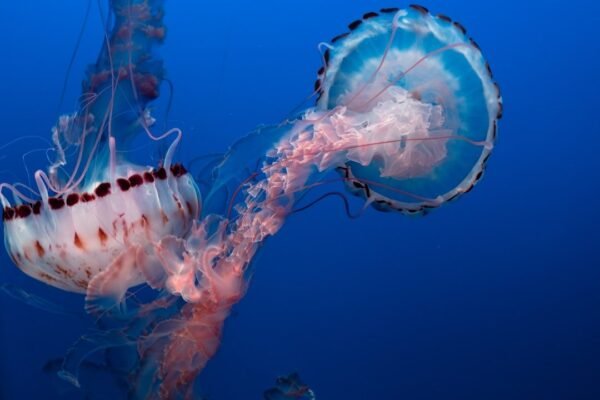 Chile descubre una nueva especie de pulpo en el abismo del Pacífico