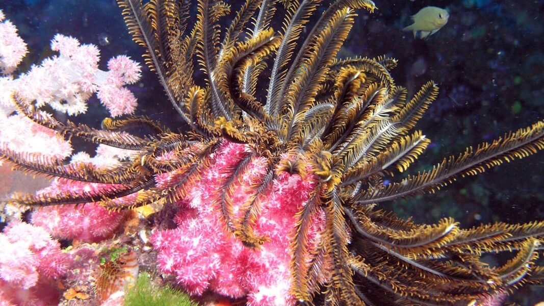 Pulpo desconocido frente a Chile: nuevo recordatorio de cuánto ignora