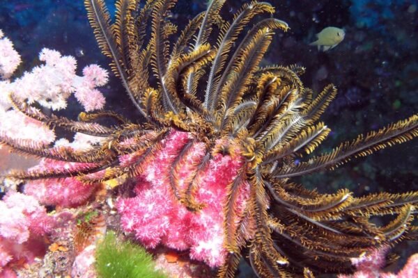 Pulpo desconocido frente a Chile: nuevo recordatorio de cuánto ignora