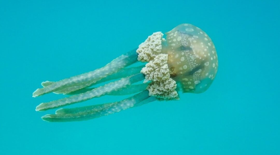 Descubrimiento singular: nuevo pulpo habita las profundidades del océano chileno