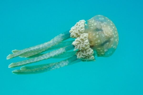 Descubrimiento singular: nuevo pulpo habita las profundidades del océano chileno