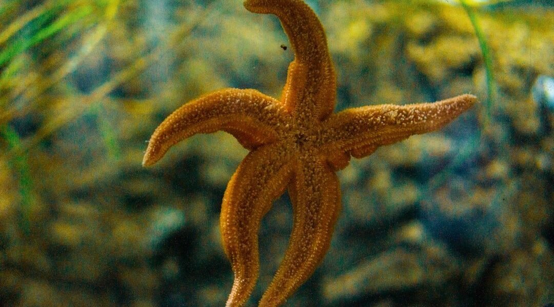 Descubren nueva especie de pulpo en aguas profundas del Pacífico frente a Chile