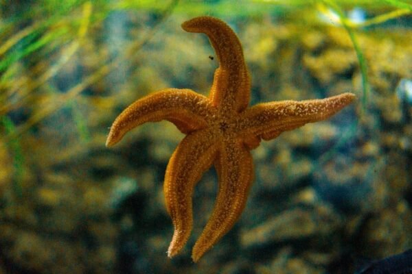 Descubren nueva especie de pulpo en aguas profundas del Pacífico frente a Chile