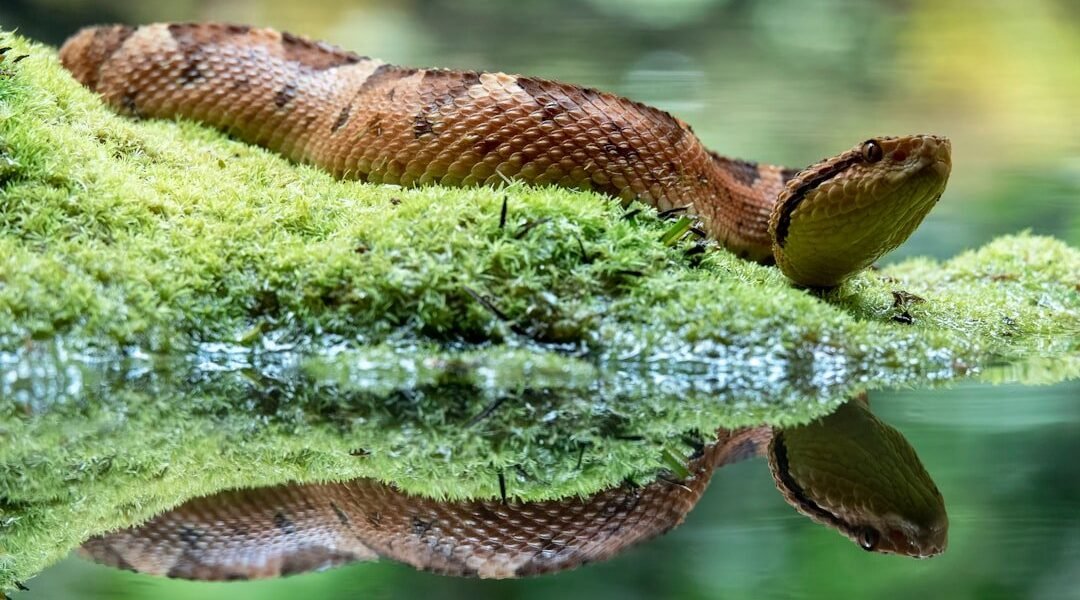 México descubre una serpiente completamente desconocida para la ciencia