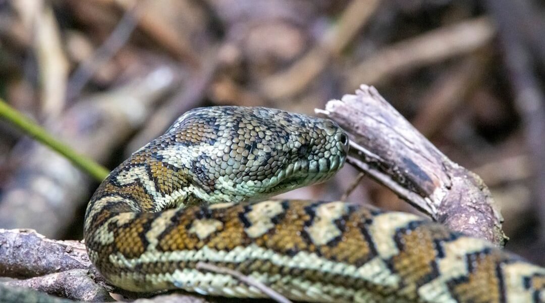 México descubre una especie de serpiente completamente desconocida para la ciencia