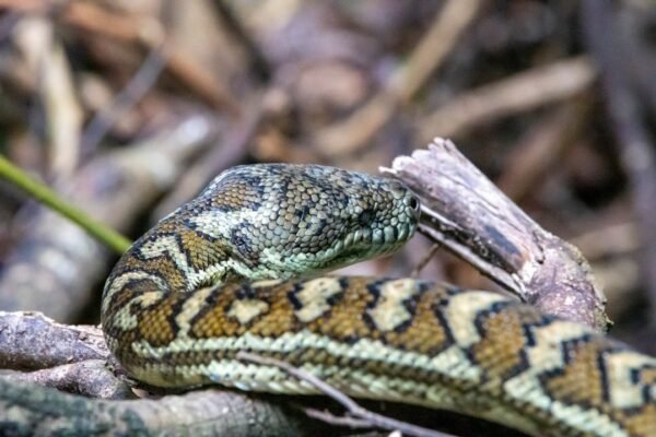 México descubre una especie de serpiente completamente desconocida para la ciencia