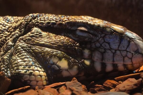México descubre una serpiente completamente desconocida para la ciencia