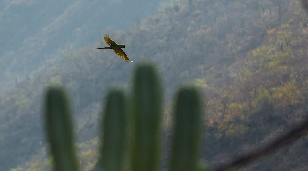 Científicos descubren una serpiente completamente desconocida en México