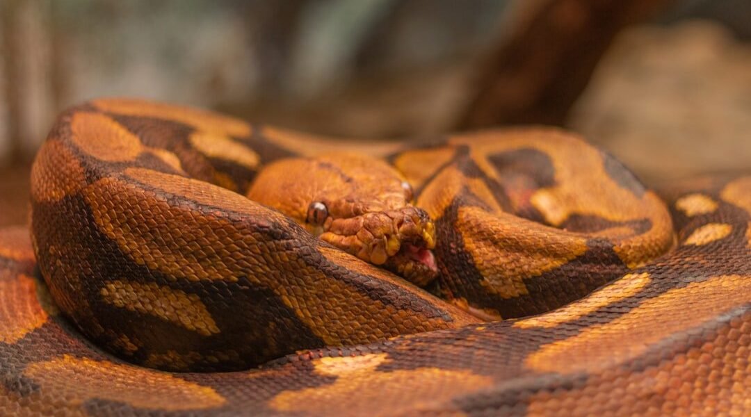 México revela una serpiente completamente desconocida para la ciencia