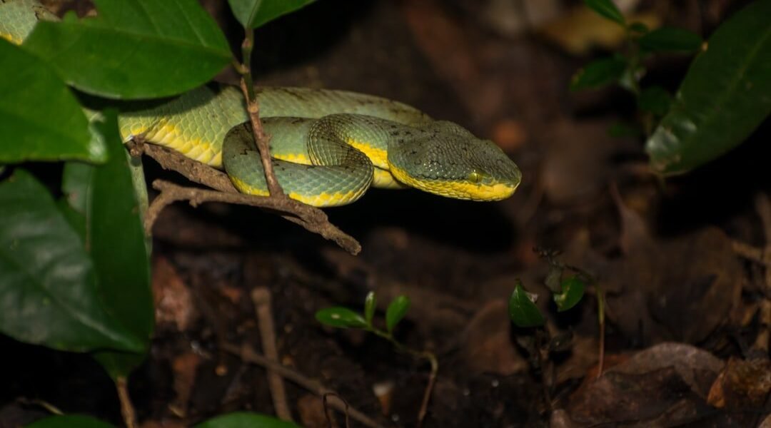 México descubre una serpiente completamente desconocida para la ciencia