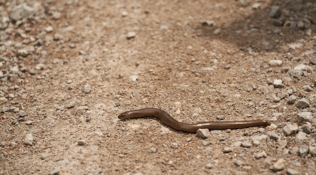 México descubre nueva especie de serpiente desconocida para la ciencia