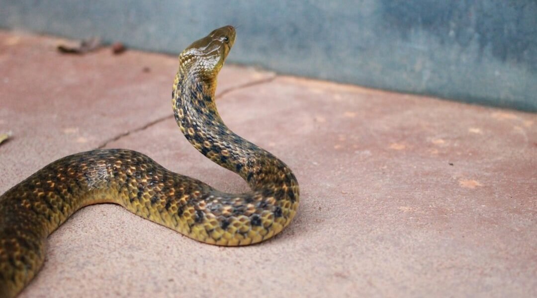 México identifica una serpiente completamente desconocida para la ciencia
