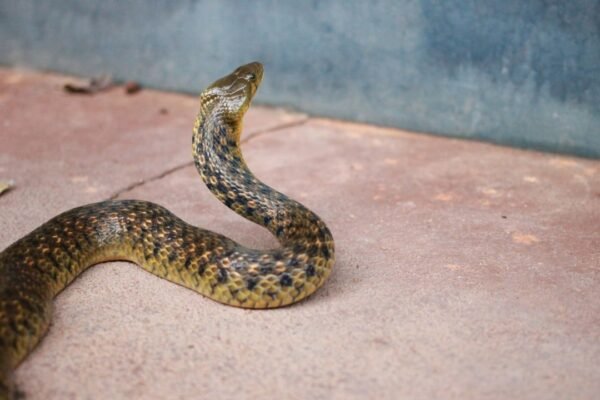 México identifica una serpiente completamente desconocida para la ciencia