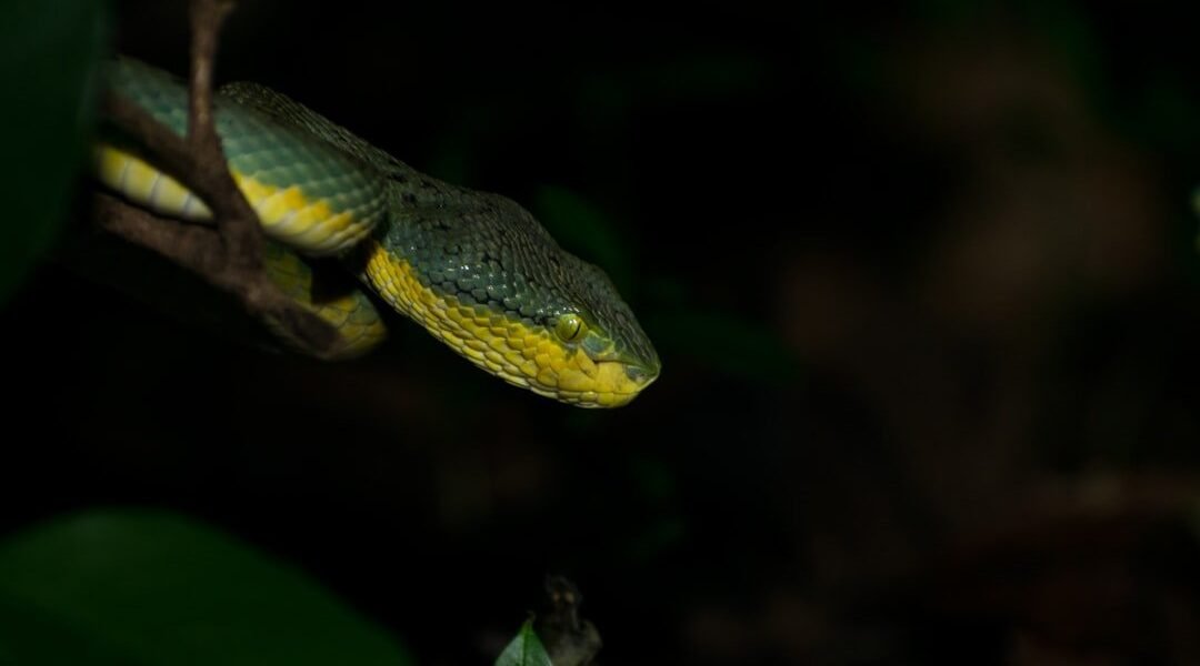 México descubre una serpiente completamente nueva para la ciencia