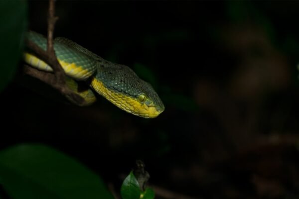 México descubre una serpiente completamente nueva para la ciencia