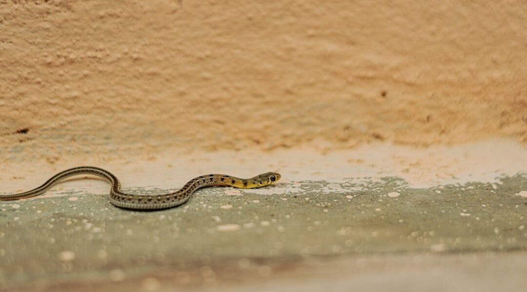 México revela una serpiente desconocida: nueva especie amplía el mapa de la biodiversidad