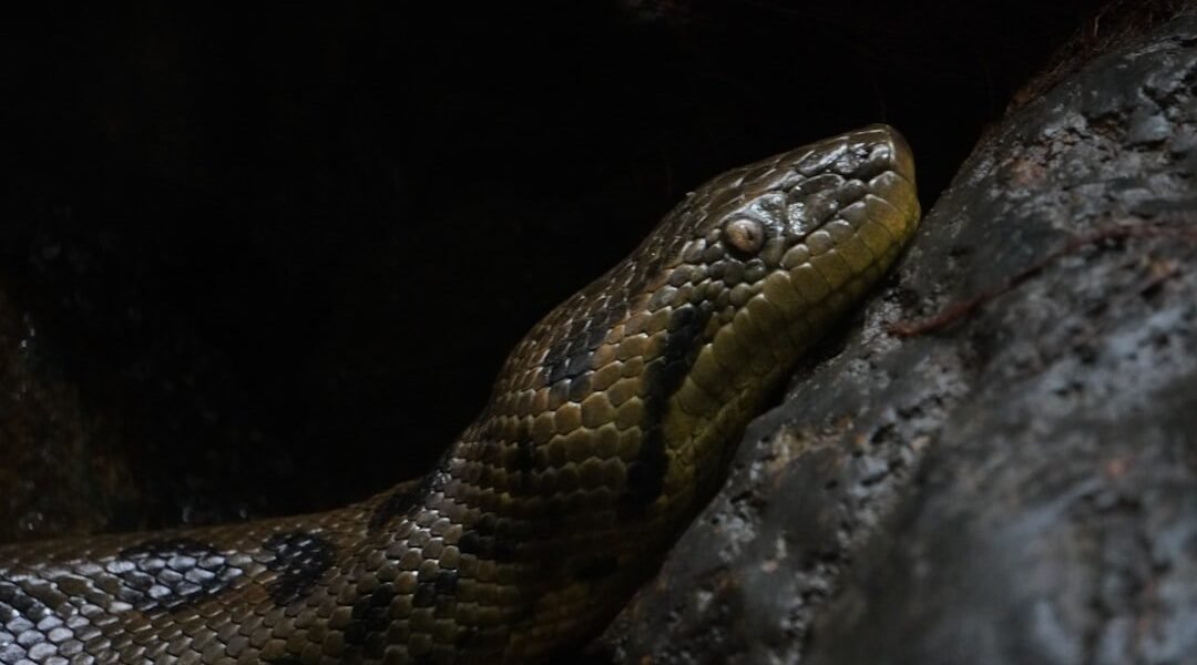 México descubre una especie de serpiente completamente desconocida para la ciencia