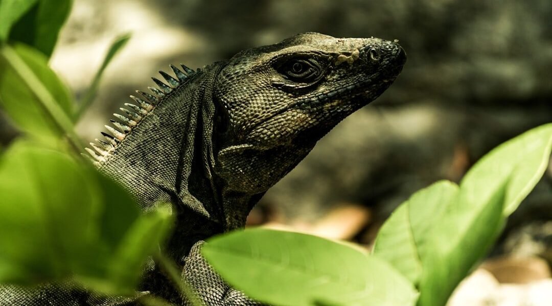 México descubre una nueva especie de serpiente: amplía su riqueza herpetológica