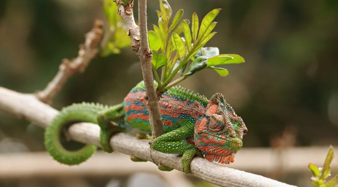 Científicos descubren nueva especie de serpiente en México