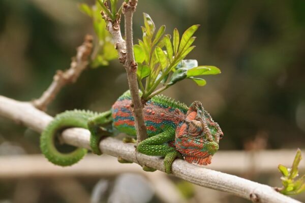 Científicos descubren nueva especie de serpiente en México