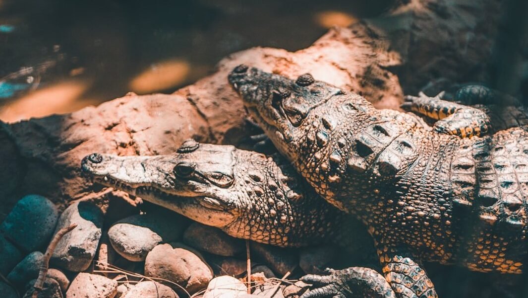 México descubre una serpiente completamente desconocida para la ciencia