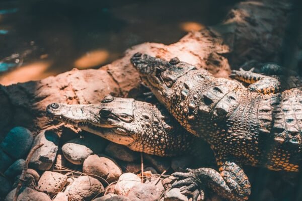 México descubre una serpiente completamente desconocida para la ciencia