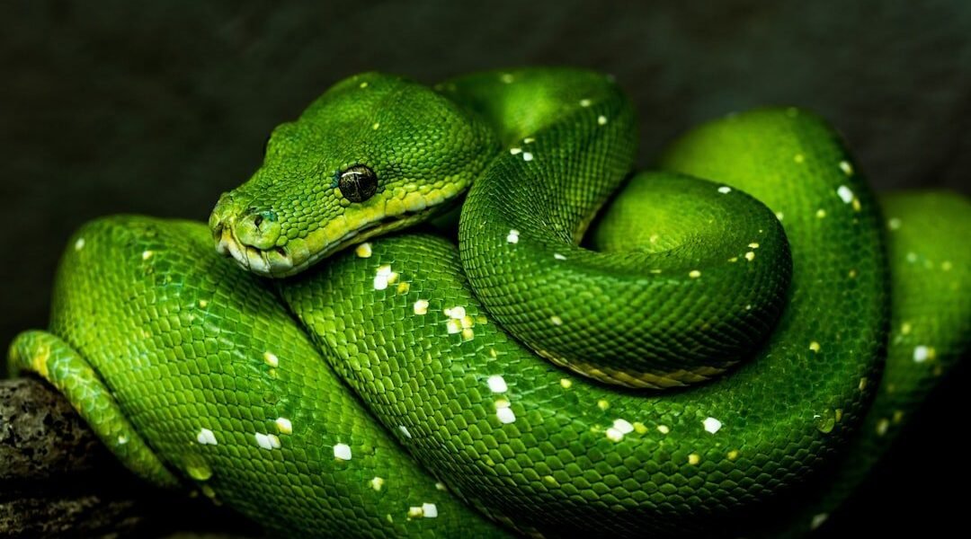 México descubre una nueva especie de serpiente desconocida para la ciencia