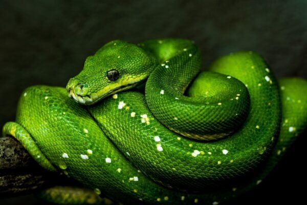 México descubre una nueva especie de serpiente desconocida para la ciencia