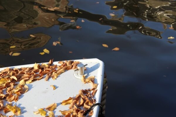 Insectos: Los guardianes invisibles que revelan la salud de nuestras aguas