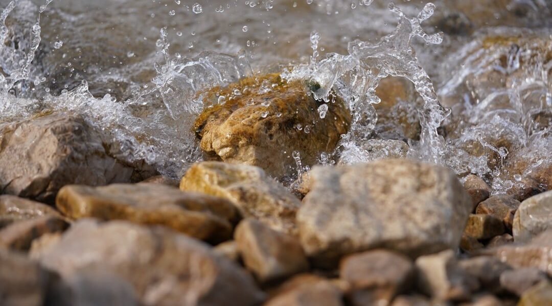 Insectos: los guardianes invisibles que revelan la salud de nuestras aguas